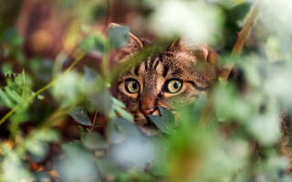 Curious cat peeking leaves grass - primitivism free wallpaper for desktop