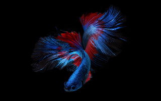 Red blue fish long tail - fish free wallpaper for desktop