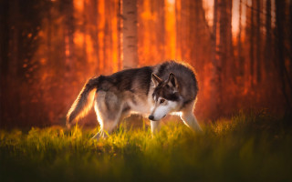 Wolf forest sunset autumn leaves - a red glow free wallpaper