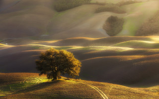Lone tree field sunset ocean - a sunbeam in the distance free wallpaper