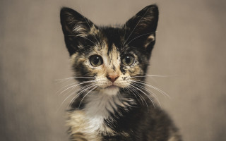 Kitten sad serious eyes renaissance - brenda chamberlain free wallpaper