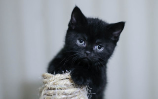 Black kitten hay curtain cat - top of a pile free wallpaper