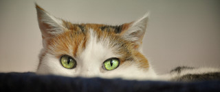 Black cat green eyes macro 2 - a blurry background of the image free wallpaper