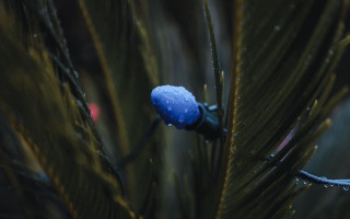 Pine tree water droplets red - a red light in the background free wallpaper
