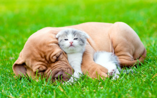 Cat dog cuddling nature outdoors - a cat and a dog free wallpaper
