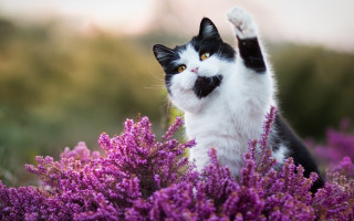 Black cat purple flower gesture - its paw free wallpaper