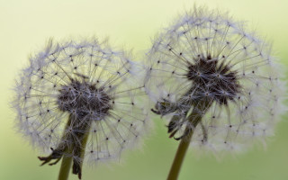 Two dandelions white seeds green - green background free wallpaper