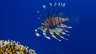 Lionfish blue water corals sponges - dionisiu free wallpaper for desktop