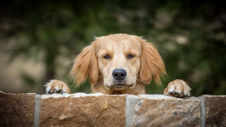 Dog peeking over wall blurry - a stone wall free wallpaper