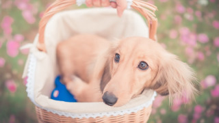 Dog basket hand head shiba - a basket free wallpaper