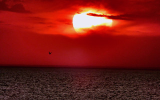 Bird sunset red sky mountain - a red sky free wallpaper