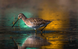 Seagull reflection water beach sunset - its reflection free wallpaper