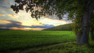 Sunset tree field clouds path - a tree in a field free wallpaper