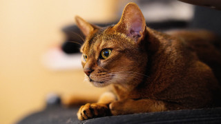 Cat blue eyes shiba inu - a chair free wallpaper