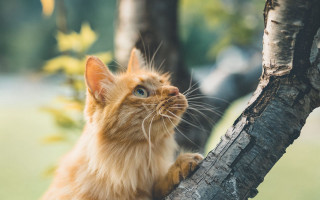 Cat sitting tree branch looking - its paw free wallpaper