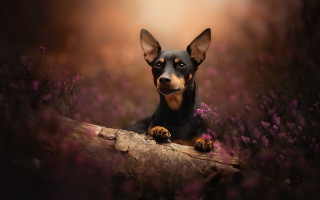 Dog sitting log field flowers - elke vogelsang free wallpaper