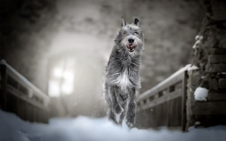 Dog snow running light shining - face and mouth free wallpaper