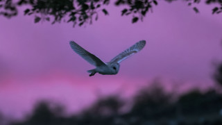Bird pink sky trees motion - colin moss free wallpaper
