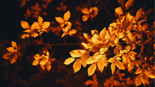Autumn leaves tree night butterfly - a tree free wallpaper