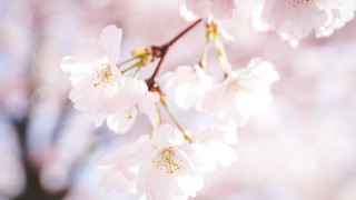 Cherry branch pink flowers blue - chang daichien free wallpaper