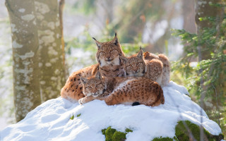 Lynx snowy forest hill nature - hill free wallpaper