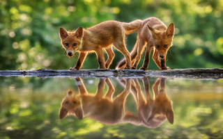 Foxes log water trees nature - in the water free wallpaper