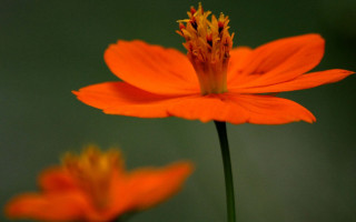 Orange flower maple leaf ecological - a blurry background behind free wallpaper