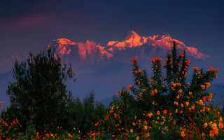 Mountain sunset flowers trees autumn - mystical free wallpaper for desktop