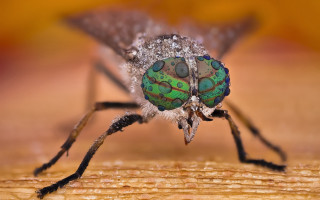 Green black insect macro bokeh - a wooden surface free wallpaper
