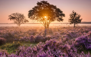 Field tree purpleflowers sunset nature - fog free wallpaper