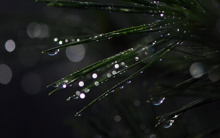 Pine water drops moon bokeh - a pine tree free wallpaper