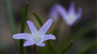 White flower hydrangea lily lotus - a blurry background of flowers free wallpaper