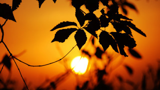 Tree sunset leaves blurry branch - a sun in the background free wallpaper for desktop