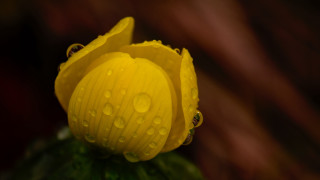 Yellow flower water droplets macro 11 - a yellow flower free wallpaper