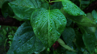 Green leaf water droplets bokeh 6 - photorealistic imagery free wallpaper
