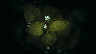 Green leaf white flowers water - elinor proby adams free wallpaper