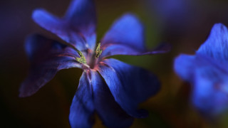 Blue flower macro blurry background 2 - a blurry background of the petals and the petals free wallpaper