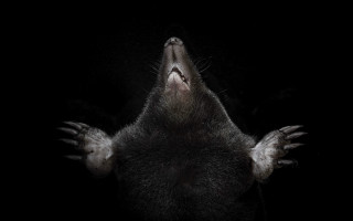 Black monster sharp teeth spikes - its paw free wallpaper