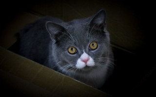 Cat yellow eyes serious box - symmetrical eye free wallpaper