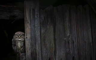Small owl fence post barn - a small owl free wallpaper