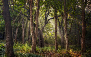 Forest light rays nature garden - forest free wallpaper for desktop