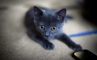 Gray kitten yellow eye tiltshift - a small gray kitten free wallpaper
