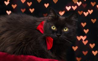 Black cat red bow hearts - a black cat free wallpaper