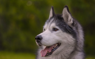 Husky smiling tongue out green - husky free wallpaper for desktop