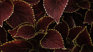 Leaves green spots red yellow - fine foliage lace free wallpaper for desktop