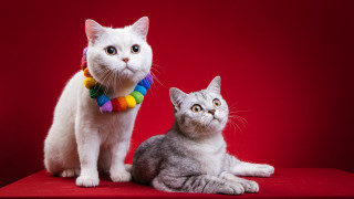 Cat rainbow collar red background - a cat free wallpaper