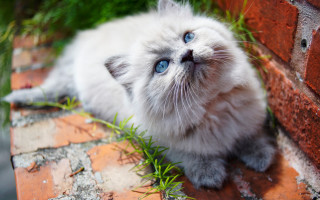White kitten blue eyes brick - a white kitten free wallpaper