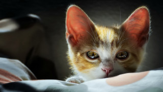 Kitten orange ears concerned look - a kitten free wallpaper