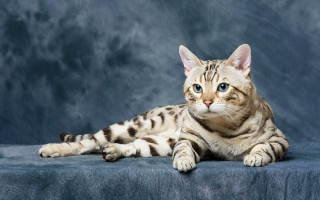 White striped cat blue eyes - a black background behind free wallpaper