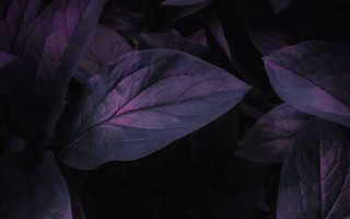 Purple plant closeup leaves black - eden box free wallpaper for desktop
